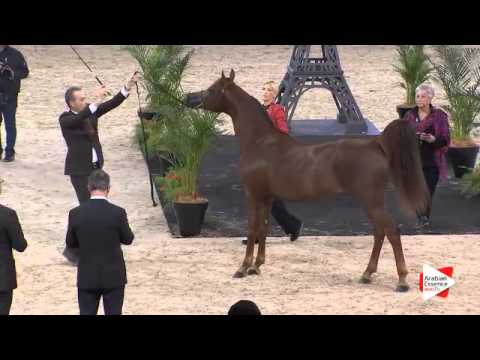 N.123 FAKHR AL KHALEDIAH - Paris 2015 - 4+ year old Stallion (Class CM6 A)