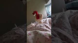 Download lagu 'Rooster's Rise and Shine Routine - Eye-Opening Alarm Call!'#viral #shortvideo #shorts mp3