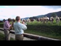 Lehmät tykkäävät näköjään jazzista