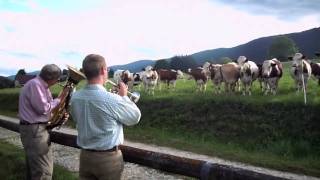 Jazz for Cows