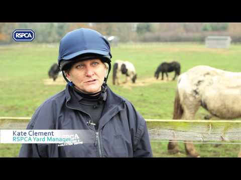 YouTube video about: How much does it cost to adopt a horse?