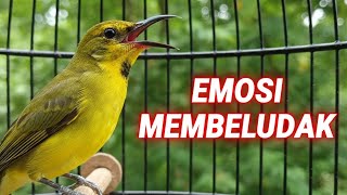 Download lagu SOGON Gacor pancingan ribut agar bunyi  | Tropical Sunbird Singing in the Morning mp3 Download lagu SOGON Gacor pancingan ribut agar bunyi  | Tropical Sunbird Singing in the Morning mp3