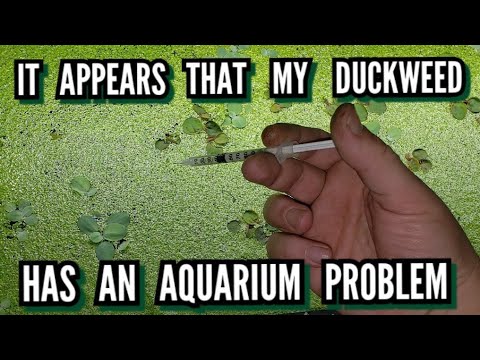 How I Get Rid of Duckweed - 3 Ways to Kill Duckweed in ...