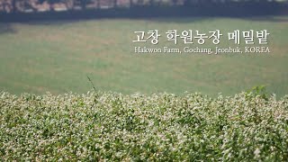 preview picture of video 'Hakwon Farm, Gochang, Jeonbuk, KOREA 고창 학원농장 메밀밭'