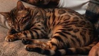 #可愛い猫#癒し#楽しい動画#猫