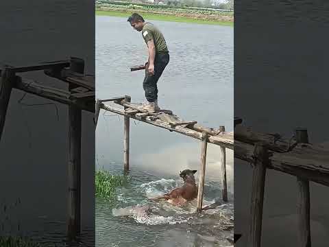 #interesting#funny#fypシ#fyp#doglover#FUNNY#dogoftiktok#puppy#cute