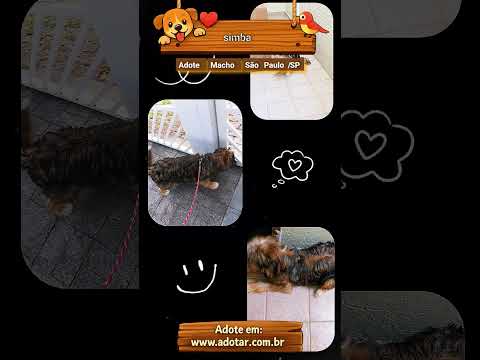 Vídeo de simba