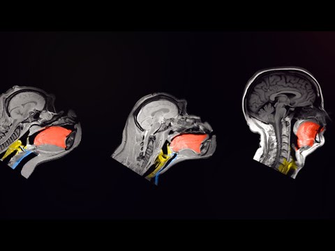 Jak wyewoluował język? Sławomir Wacewicz