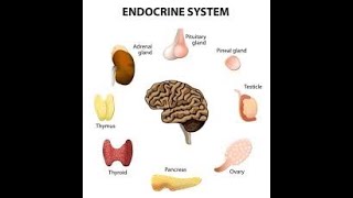 Physiology | Endocrine |  lecture 1 | part 2 | Dr.Nagi | Arabic