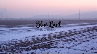 Chris Beck - Blue Bird Official Video
