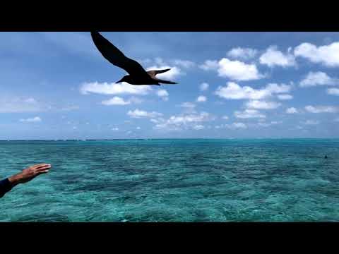 The Tasmantid Seamounts of the Coral Sea - Northern Depths of the Great Barrier Reef