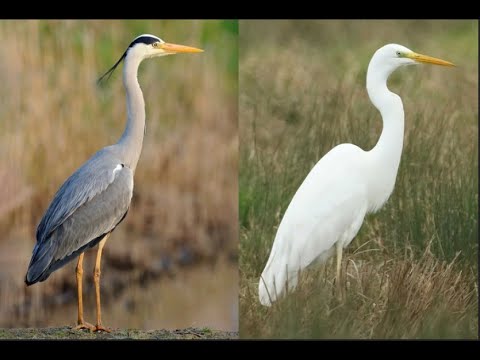 Heron vs egret: what's the difference between these two leggy, long-necked, elegant birds?