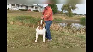 Fall 2025 Circle of Winners Sale Lot 82: RCTH RCNH HOT CHICK P22 (10983142)
