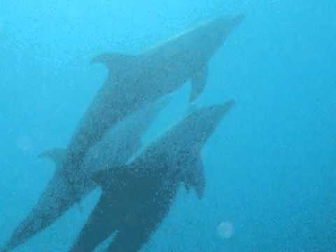 Dolfijn geeft corrigerende tik.