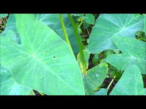 Nature--Elephant Ear Plants in the Wind