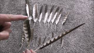 Feather ID 1 Anatomy