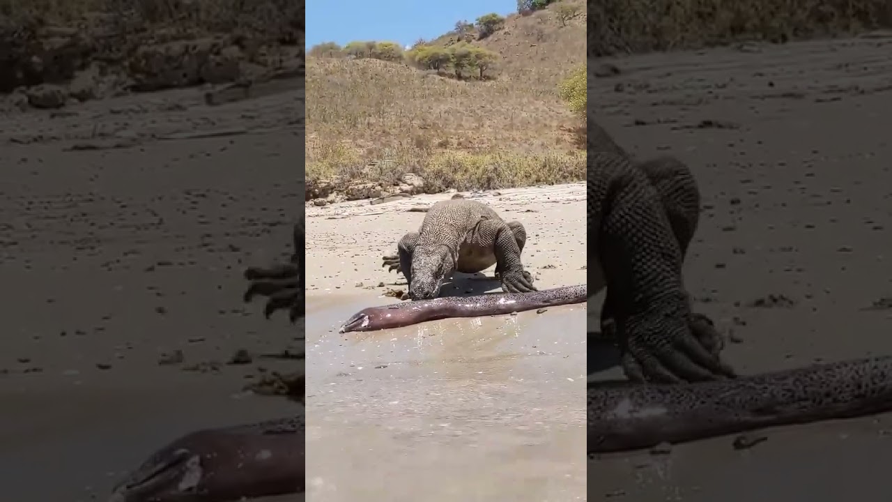 Komodo Dragon Gets Shocked By Electric Eel  #animals #nature #wildlife