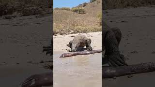 Komodo Dragon Gets Shocked By Electric Eel  #animals #nature #wildlife