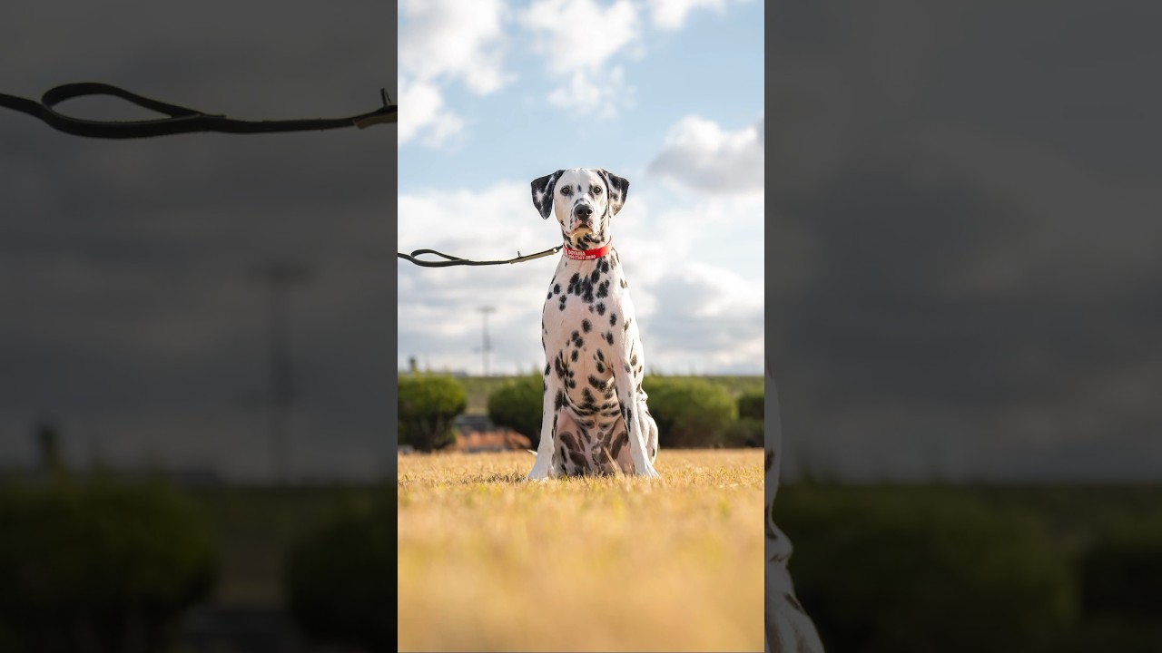 2023年、最後を締めくくるワンちゃんは？🐶 #ストリートスナップ #ワンちゃん #犬 #和歌山 #家族写真 #ダルメシアン #ハスキー #セントバーナード #ラブラドールレトリバー #ゴールデン