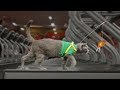 Pet Peeves Gym by AaronsAnimals 1 year Pet Peeves Gym by AaronsAnimals 1 year