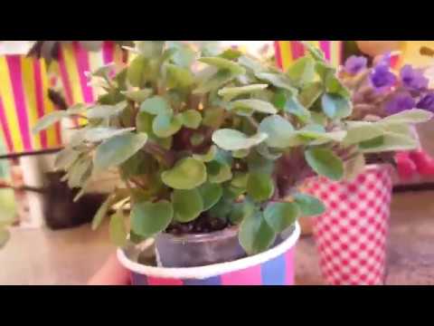 Фиалка трейлер, мутация и другие прелести!