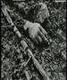 SnakeSkin - Stone Cold Hands 