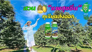 ปลูกทุเรียนส่งออก