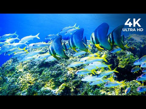 4K Stunning Underwater Wonders of the Red Sea + Relaxing Music