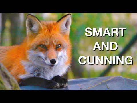 Red Fox: The Skilled and Cunning Hunter