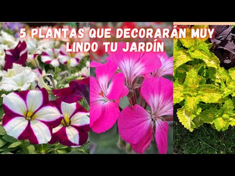 PLANTAS que FLORECEN TODO EL AÑO y NO Necesitan de Muchos CUIDADOS para estar SIEMPRE BELLAS.