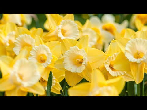 Afterglow: a poem for funerals - author unknown (read by Ben W Smith)