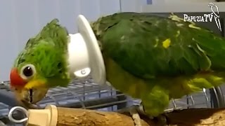 How to Put Anti- Plucking Collar on Parrot's Neck?