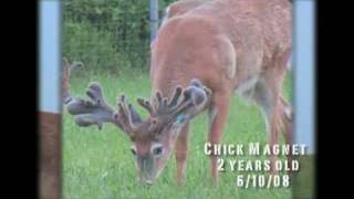 preview picture of video 'Monster Whitetail Buck ( Chick Magnet)'