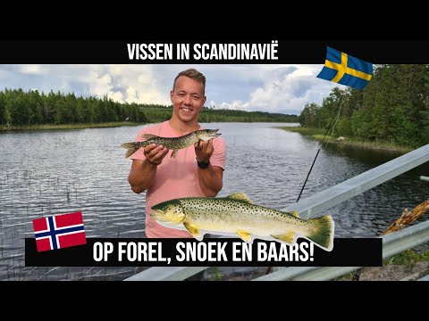 VISSEN in SCANDINAVIË op SNOEK, FOREL en BAARS  - Vissen in Noorwegen en Zweden !