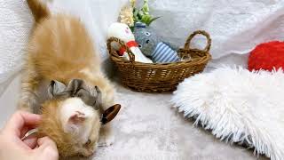 アメリカンショートヘアの動画01