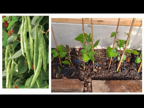 How to grow Runner Beans plants in the Garden in Uk/transplant outdoors #gardening #vegetables #uk