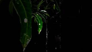 Download lagu story wa hujan malam hari #shorts  #sahabatal mp3