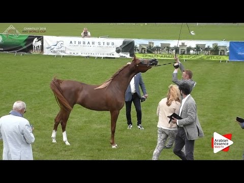 1st - N.25 AL ARYAM SHAMMOGH - Chantilly 2016 World Cup - Fillies 2 years old (Class 2)