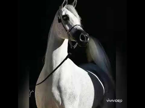 بيرفينكا perfinka