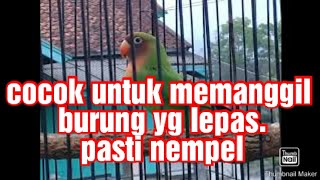 Download lagu suara lb untuk memanggil lb yang lepas/suara pikat. mp3