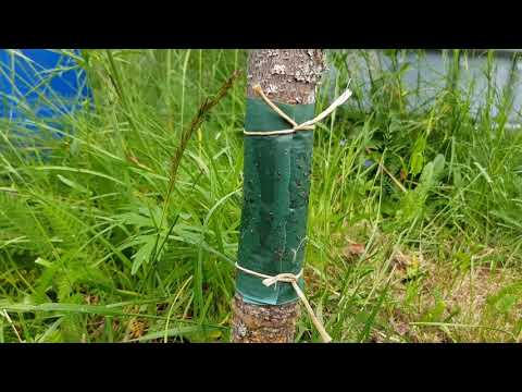 Nelson garden limring, inte att rekommendera