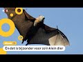 Huh? Vleermuizen kunnen hoger en lager zingen dan zangers