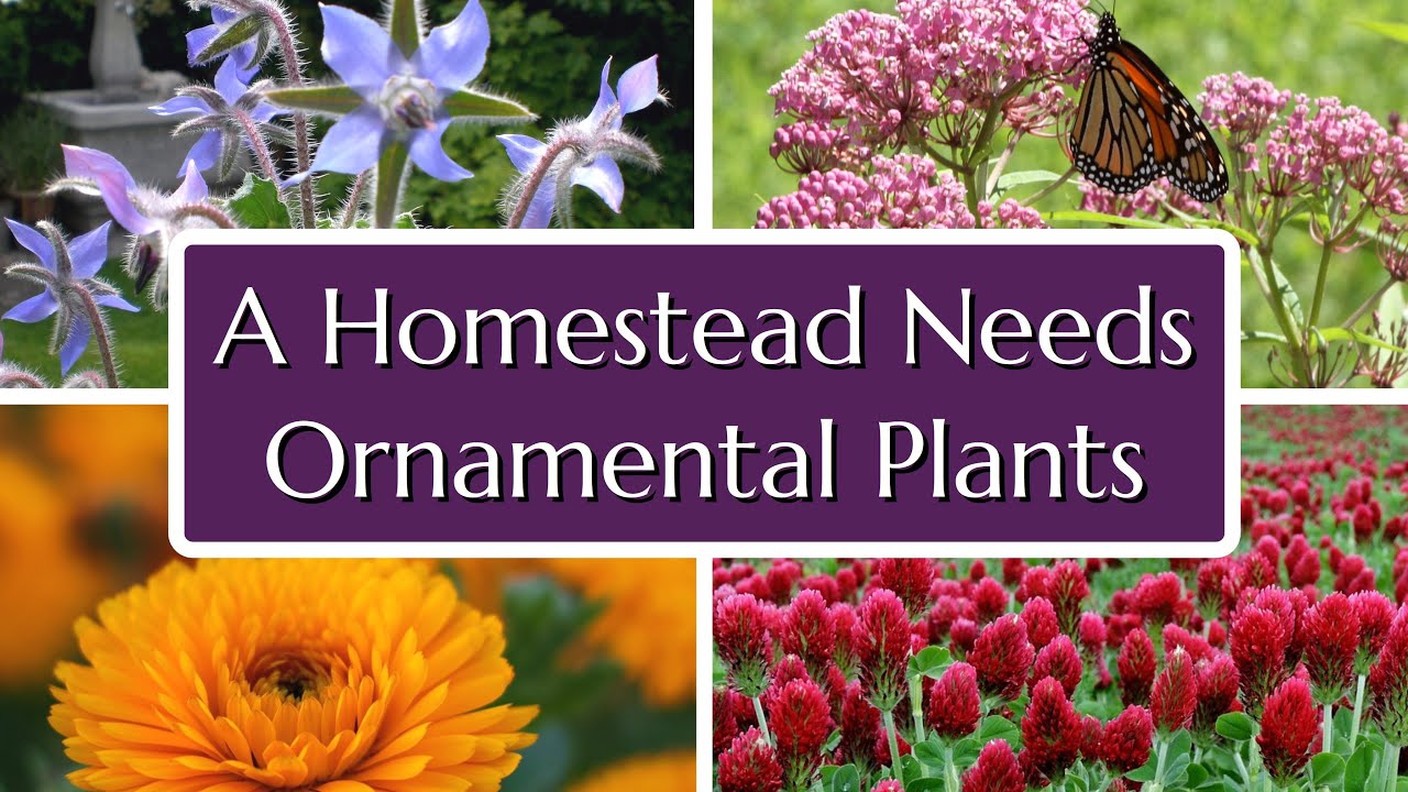 What Some Homesteaders Have Wrong About Ornamental Plants