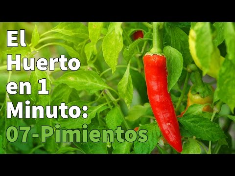 100 semillas F/ácil Cultivo Semillas de piment/ón chile jard/ín de DIY de plantas hort/ícolas paquete siembra gigante pimienta dulce