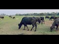 Cinematic Video Debarawewa Lake Lakeside Cabana Tissamaharama
