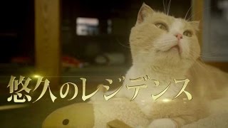 『ねこあつめの家』特報「高級物件編」