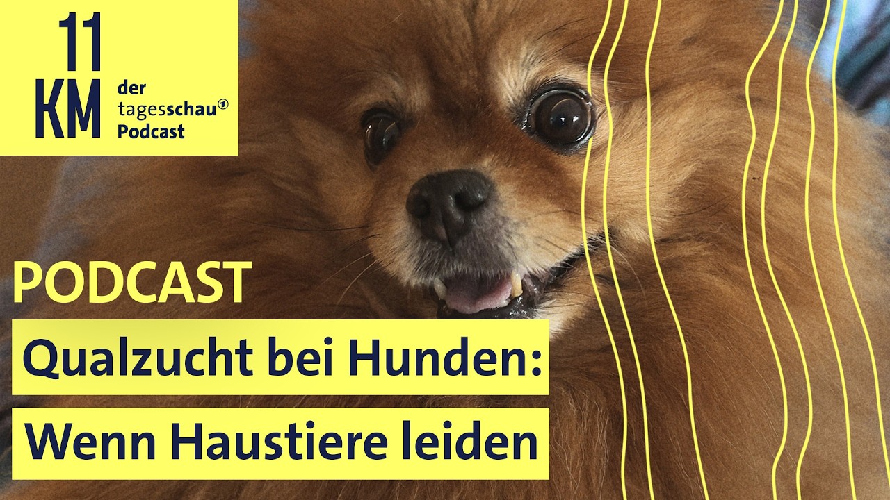 Qualzucht bei Hunden: Wenn Haustiere leiden (11KM Classic)