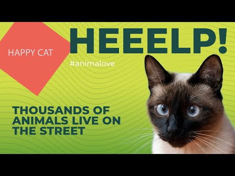 Swag Cat #diy #petlover #cattree #catslover #diyideas #cats #cat #pet