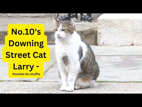 No.10's Downing Street Cat Larry - Possible Re-shuffle?