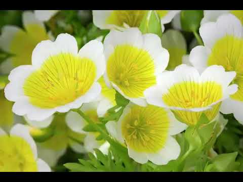 Health Benefits of Meadowfoam oil